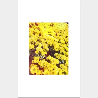 Yellow Daisy Posters and Art